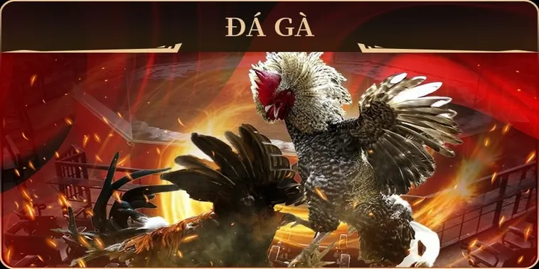 Tuyệt Chiêu Cách Chơi Đá Gà GA28 Tại EE88 Thắng Lớn Mỗi Ngày