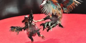 Hướng Dẫn Cách Chơi Đá Gà Sabong Tại EE88 Kiếm Tiền Triệu