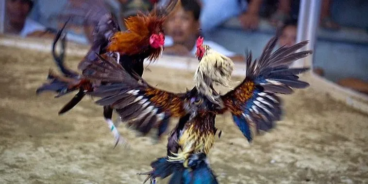 Hướng Dẫn Cách Chơi Đá Gà Sabong Tại EE88 Kiếm Tiền Triệu