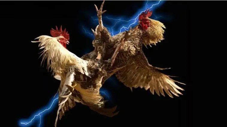 Trải Nghiệm Đá Gà EE88 Đỉnh Cao Nhận Thưởng Lớn Ngay Trong Hôm Nay